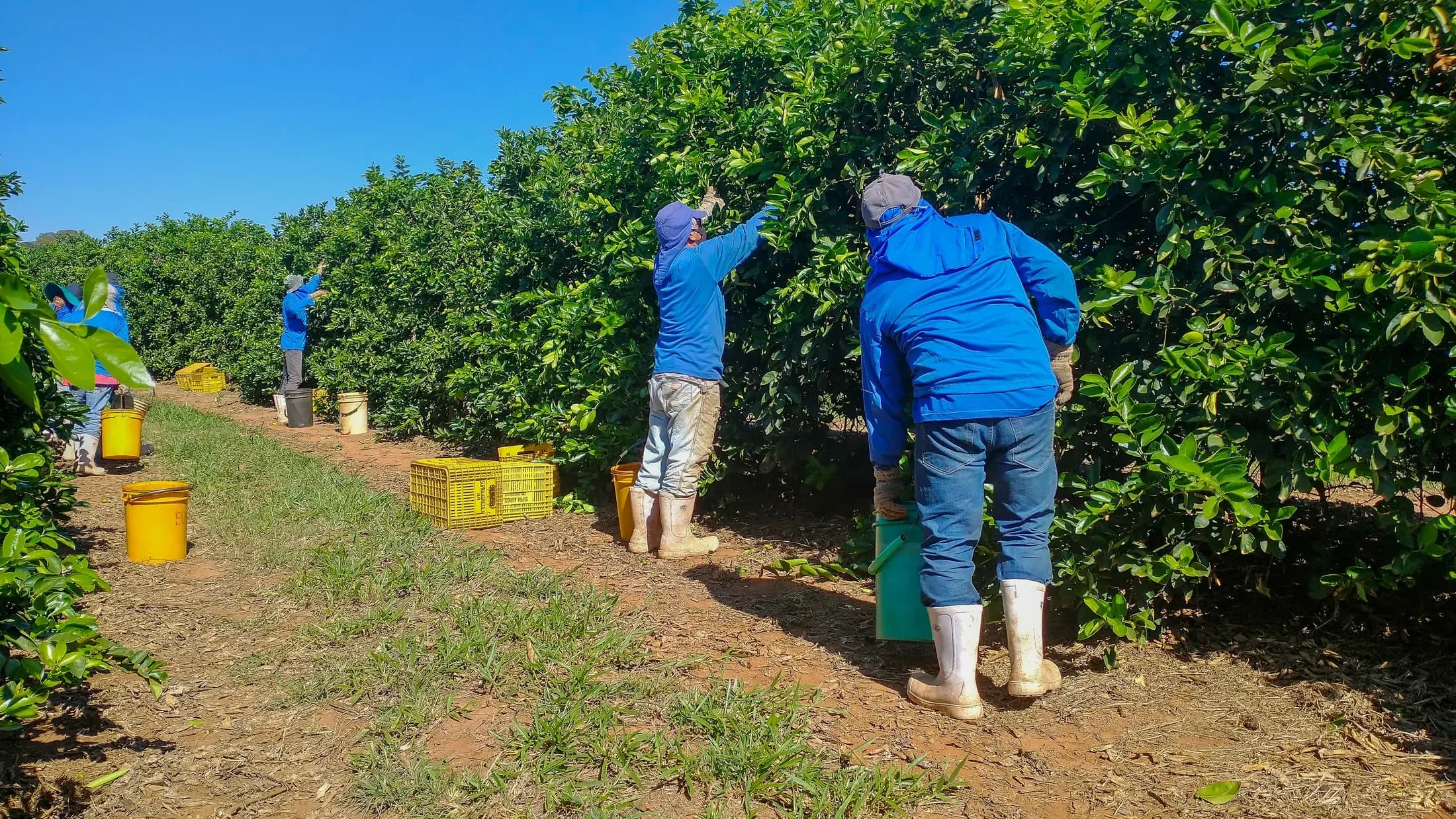 Team harvesting Tahiti lime in a Supra orchard